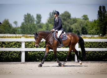 Tschechisches Warmblut, Stute, 6 Jahre, 167 cm, Brauner