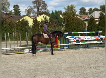 Tschechisches Warmblut, Stute, 6 Jahre, 167 cm, Dunkelbrauner