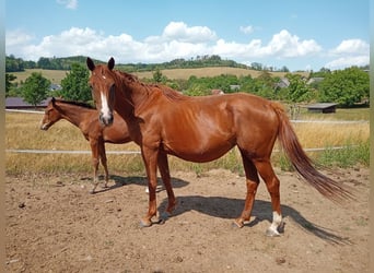 Tschechisches Warmblut, Stute, 6 Jahre, 167 cm, Fuchs
