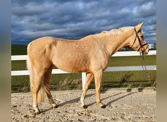 Tschechisches Warmblut, Stute, 6 Jahre, 167 cm, Palomino