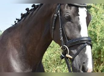 Tschechisches Warmblut, Stute, 6 Jahre, 169 cm, Rappe