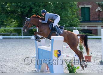 Tschechisches Warmblut, Stute, 6 Jahre, 171 cm, Fuchs