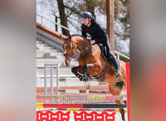 Tschechisches Warmblut, Stute, 6 Jahre, 172 cm, Brauner