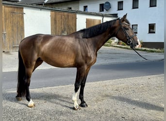 Tschechisches Warmblut, Stute, 6 Jahre, 172 cm, Dunkelbrauner