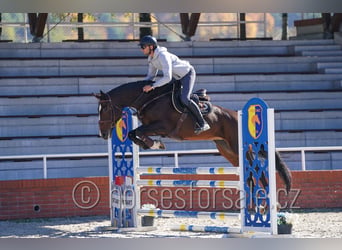Tschechisches Warmblut, Stute, 6 Jahre, 172 cm, Dunkelbrauner