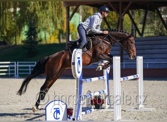 Tschechisches Warmblut, Stute, 6 Jahre, 172 cm, Dunkelbrauner