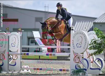Tschechisches Warmblut, Stute, 6 Jahre, 175 cm, Dunkelfuchs