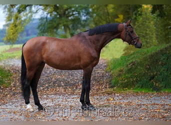 Tschechisches Warmblut, Stute, 6 Jahre, 177 cm, Brauner