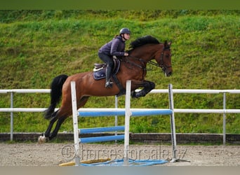 Tschechisches Warmblut, Stute, 6 Jahre, 177 cm, Brauner