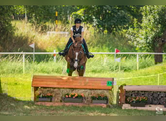 Tschechisches Warmblut, Stute, 6 Jahre, Dunkelfuchs