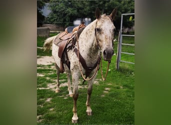 Tschechisches Warmblut, Stute, 6 Jahre, Tigerschecke