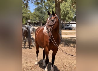 Tschechisches Warmblut, Stute, 7 Jahre, 165 cm, Brauner