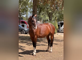 Tschechisches Warmblut, Stute, 7 Jahre, 165 cm, Brauner