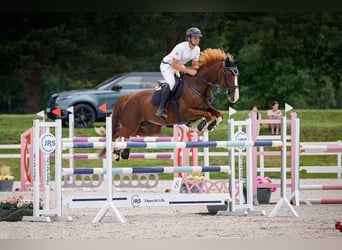 Tschechisches Warmblut, Stute, 7 Jahre, 165 cm, Dunkelfuchs