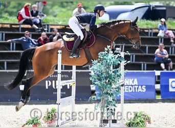Tschechisches Warmblut, Stute, 7 Jahre, 167 cm, Brauner
