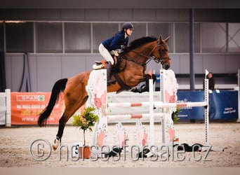 Tschechisches Warmblut, Stute, 7 Jahre, 167 cm, Brauner