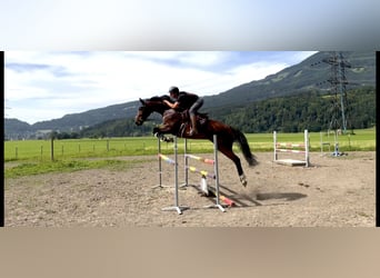 Tschechisches Warmblut, Stute, 7 Jahre, 167 cm, Brauner