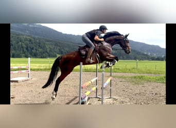 Tschechisches Warmblut, Stute, 7 Jahre, 167 cm, Brauner