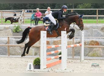 Tschechisches Warmblut, Stute, 7 Jahre, 169 cm, Brauner