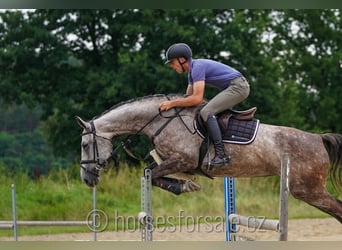 Tschechisches Warmblut, Stute, 7 Jahre, 172 cm, Schimmel