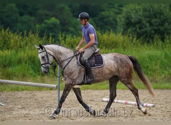 Tschechisches Warmblut, Stute, 7 Jahre, 172 cm, Schimmel