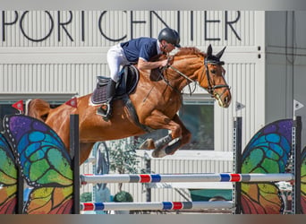 Tschechisches Warmblut, Stute, 7 Jahre, 174 cm, Fuchs