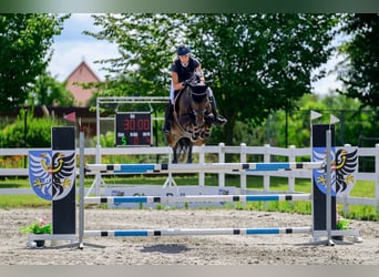 Tschechisches Warmblut, Stute, 8 Jahre, 160 cm, Rotbrauner