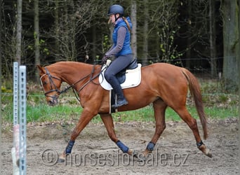 Tschechisches Warmblut, Stute, 8 Jahre, 162 cm, Fuchs