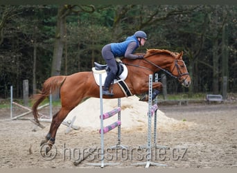 Tschechisches Warmblut, Stute, 8 Jahre, 162 cm, Fuchs