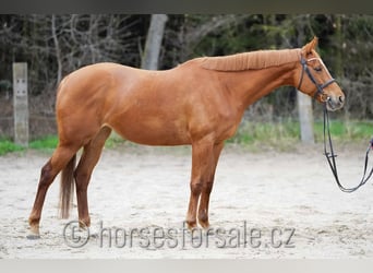 Tschechisches Warmblut, Stute, 8 Jahre, 162 cm, Fuchs