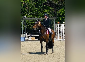 Tschechisches Warmblut, Stute, 8 Jahre, 163 cm, Brauner