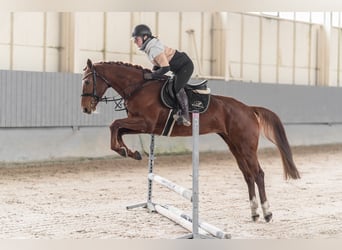 Tschechisches Warmblut, Stute, 8 Jahre, 164 cm, Dunkelfuchs