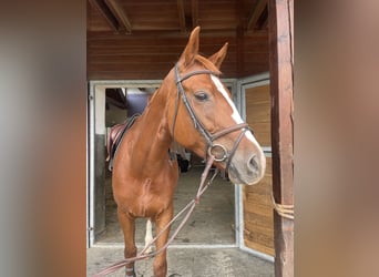 Tschechisches Warmblut, Stute, 8 Jahre, 165 cm, Dunkelfuchs