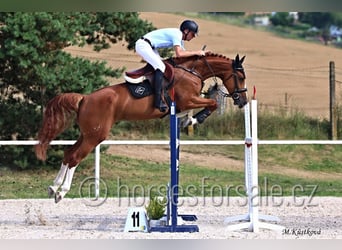 Tschechisches Warmblut, Stute, 8 Jahre, 168 cm, Fuchs