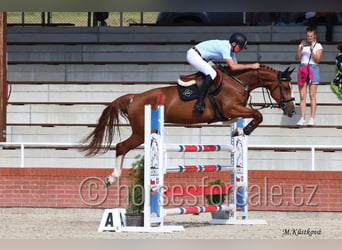 Tschechisches Warmblut, Stute, 8 Jahre, 168 cm, Fuchs