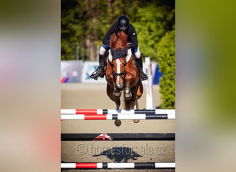Tschechisches Warmblut, Stute, 8 Jahre, 168 cm, Fuchs