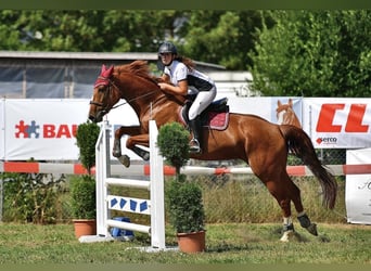 Tschechisches Warmblut, Stute, 8 Jahre, 168 cm, Fuchs