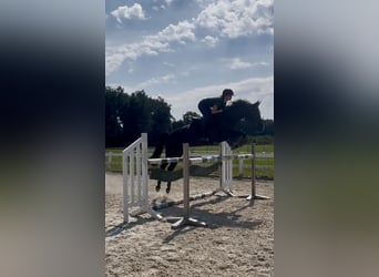 Tschechisches Warmblut, Stute, 8 Jahre, 168 cm, Rappe
