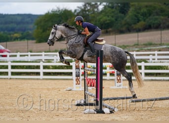Tschechisches Warmblut, Stute, 8 Jahre, 169 cm, Schimmel