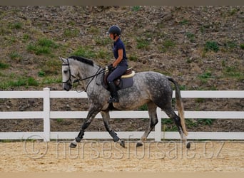 Tschechisches Warmblut, Stute, 8 Jahre, 169 cm, Schimmel