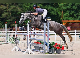 Tschechisches Warmblut, Stute, 8 Jahre, 169 cm, Schimmel