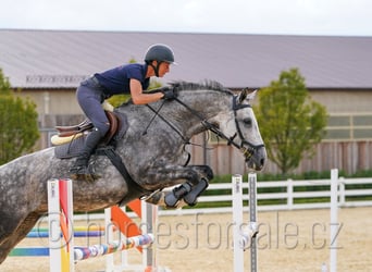 Tschechisches Warmblut, Stute, 8 Jahre, 169 cm, Schimmel