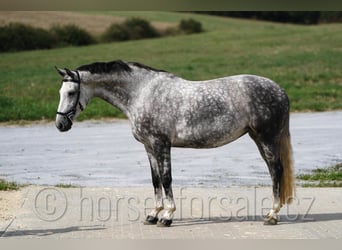 Tschechisches Warmblut, Stute, 8 Jahre, 169 cm, Schimmel