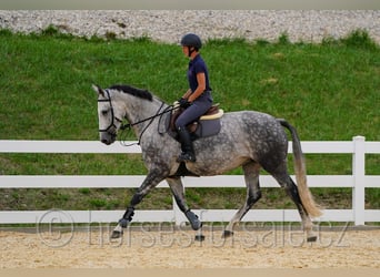 Tschechisches Warmblut, Stute, 8 Jahre, 169 cm, Schimmel