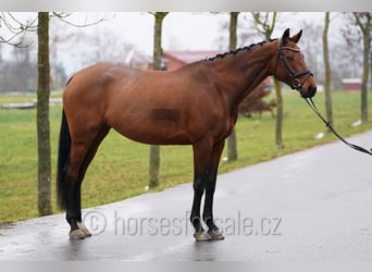 Tschechisches Warmblut, Stute, 8 Jahre, 171 cm, Brauner