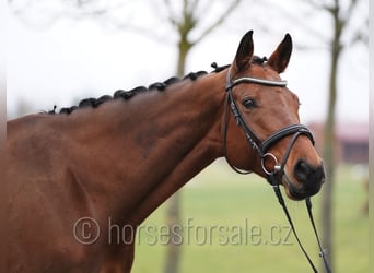 Tschechisches Warmblut, Stute, 8 Jahre, 171 cm, Brauner