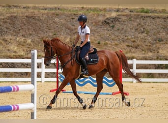 Tschechisches Warmblut, Stute, 8 Jahre, 171 cm, Fuchs
