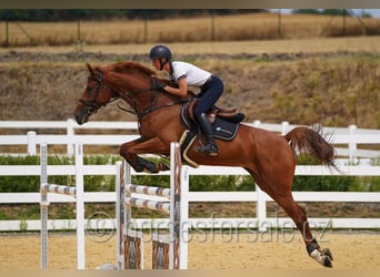 Tschechisches Warmblut, Stute, 8 Jahre, 171 cm, Fuchs