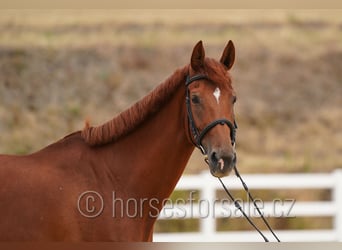 Tschechisches Warmblut, Stute, 8 Jahre, 171 cm, Fuchs