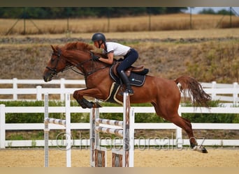 Tschechisches Warmblut, Stute, 8 Jahre, 171 cm, Fuchs